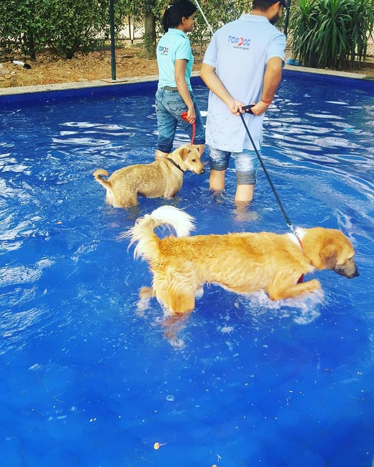 Pet